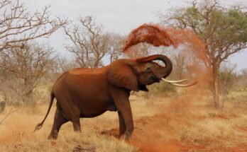 "विशालकाय हाथी." Elephant 6 elephant