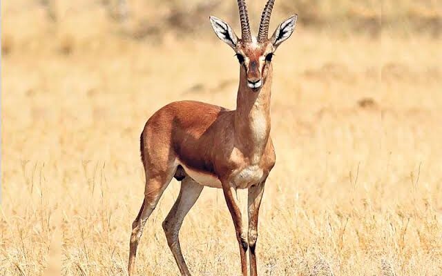 chinkara